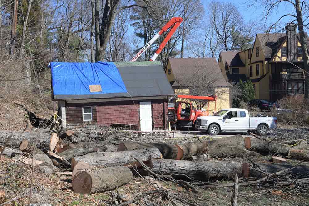 scarsdale-tree-removal