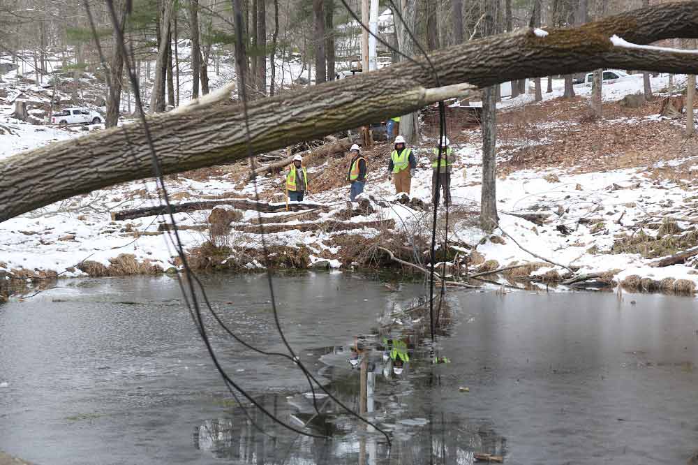 A large tree has fallen on power lines and is suspended above a pond. 