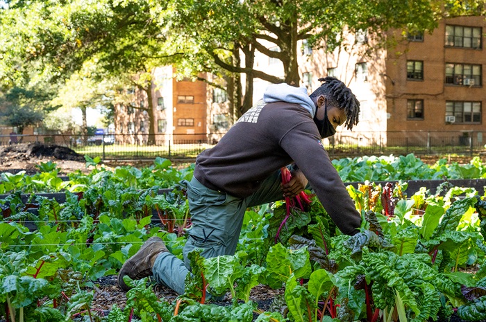 A person working in a vegetable garden.